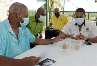 Minister of Agriculture and Fisheries, Hon. Floyd Green (right), has a close look at pellets used to grow freshwater fish, while on a tour of the Longville Park Farms in Clarendon on Monday  (December 28).  Owner of the facility, Donovan Bunting (left), highlights the features of the pellets, while Chief Executive Officer of the National Fisheries Authority, Courtney Cole (second left), and Chief Technical Director in the Ministry, Michael Pryce, look on.

