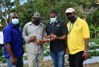 Minister of Agriculture and Fisheries, Hon. Floyd Green (2nd right), looks at strawberries reaped by Cecil Rope (second left) on is farm in  Rock Spring, South Trelawny, during a tour of the area on Friday (Jan. 22).  Others (from left) are:  Permanent Secretary in the Ministry, Dermon Spence; and Executive Director of the Rural Agriculture Development Authority (RADA), Peter Thompson. 