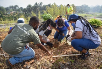 Forest Technician with the Forestry Department, Stephen Williams (left), oversees a tree planting exercise involving student volunteers from the University of the West Indies (UWI) Rotaract Club, among other participants, on Saturday (January 9). The volunteers (from second left) are: Roshan Gordon, Valeska Morrison, and Kimona Kenlock. The exercise was undertaken along a section of Highway 2000, in the vicinity of the Linstead Toll Plaza in St. Catherine.