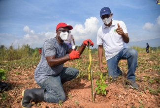 Environmental Manager at the National Road Operating and Constructing Company (NROCC),  Errol Mortley (left), and NROCC Managing Director, Ivan Anderson, participate in a tree-planting exercise along the North-South Highway in the vicinity of the Linstead Toll Plaza, on Saturday, January 9. NROCC  partnered with the Rotaract Club to plant more than 400 trees at the site as part of the three-million trees initiative. 