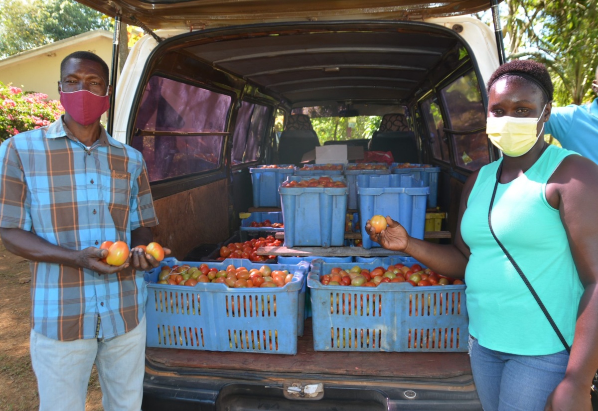 Tomato Farmers In St. Elizabeth Benefit From Buy-Back Programme