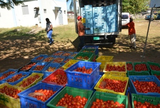 Workers at the St. Elizabeth Parish Office of the Rural Agricultural Development Authority (RADA),  get ready to load containers of tomatoes on a cold storage truck at the St. Elizabeth Parish Office of the Rural Agricultural Development Authority (RADA), in Santa Cruz, on Thursday, February 11. The tomatoes were purchased under the Government’s buy-back programme.