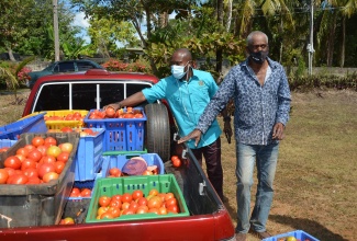 Chief Technical Director for Special Projects in the Ministry of Agriculture and Fisheries, Courtney Cole (left), inspects tomatoes brought by farmer from Southfield, St. Elizabeth, Arden Parchment, during Thursday’s (February 11) Buy-Back Programme engagement at the St. Elizabeth Parish Office of the Rural Agricultural Development Authority (RADA) in Santa Cruz. The Programme is designed to address the glut of tomatoes in the parish.

