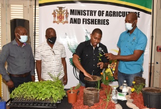 Minister of Agriculture and Fisheries, Hon. Floyd Green (2nd right), demonstrates the process of transferring a vegetable seedling to a pot, during the launch of the Government’s $10 million Backyard Garden project on Friday (February 19), at the HEART College of Construction Services in Portmore, St. Catherine. Others (from left) are: Chief Executive Officer of the National Fisheries Authority (NFA), Courtney Cole; Agronomist at the Rural Agricultural Development Authority (RADA), Locksley Waites; and Member of Parliament for South East St. Catherine, Robert Miller.