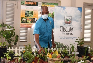 Member of Parliament for South East St. Catherine, Robert Miller, looks at herbs at the recent launch of the Backyard Garden project, at the HEART College of Construction Services in Portmore, St. Catherine on Friday (February 19).

