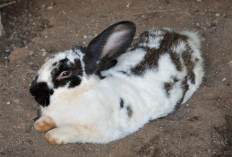 Checkered giant rabbit.