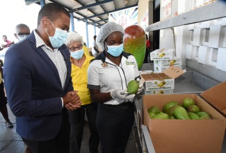 Minister of Agriculture and Fisheries,  Hon. Floyd Green (left) and owner of Carita Jamaica Limited, Rita Hilton (centre), listen to Produce Inspector, Caroline Simmonds, as she examines  mangoes at the Norman Manley International Airport  before being flown to the  United Kingdom (UK), on Thursday (April 22). Jamaica has resumed exporting mangoes to the UK after a self-imposed ban in 2014 due to fruit flies.