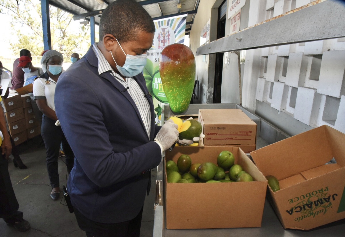 4,710 Kilograms Of Julie And East Indian Mangoes Shipped To The UK