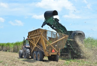 Sugar-cane harvesting activities islandwide.

