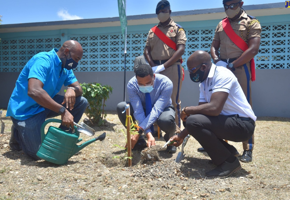 Minister Charles Jr. to Submit ‘Renewed Jamaica’ Tree Planting Initiative for Cabinet Consideration