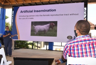 Minister of Agriculture and Fisheries, Hon. Floyd Green (seated right), listens as Livestock Support Manager at Nutramix, Dr. Gabrielle Young, delivers a presentation at a small ruminants artificial insemination workshop held at the Denbigh Agricultural Showground in Clarendon on August 4. Nutramix, in partnership with Goldmine Boers, hosted the event for approximately 45 to 55 goat farmers.