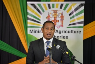 Minister of Agriculture and Fisheries, Hon. Floyd Green, addresses a virtual press conference on Wednesday (August 25). 