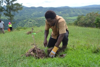 A Public Education Officer at the Forestry Department plants a Caribbean Pine sapling in the British Forest Estate in Clarendon. 

