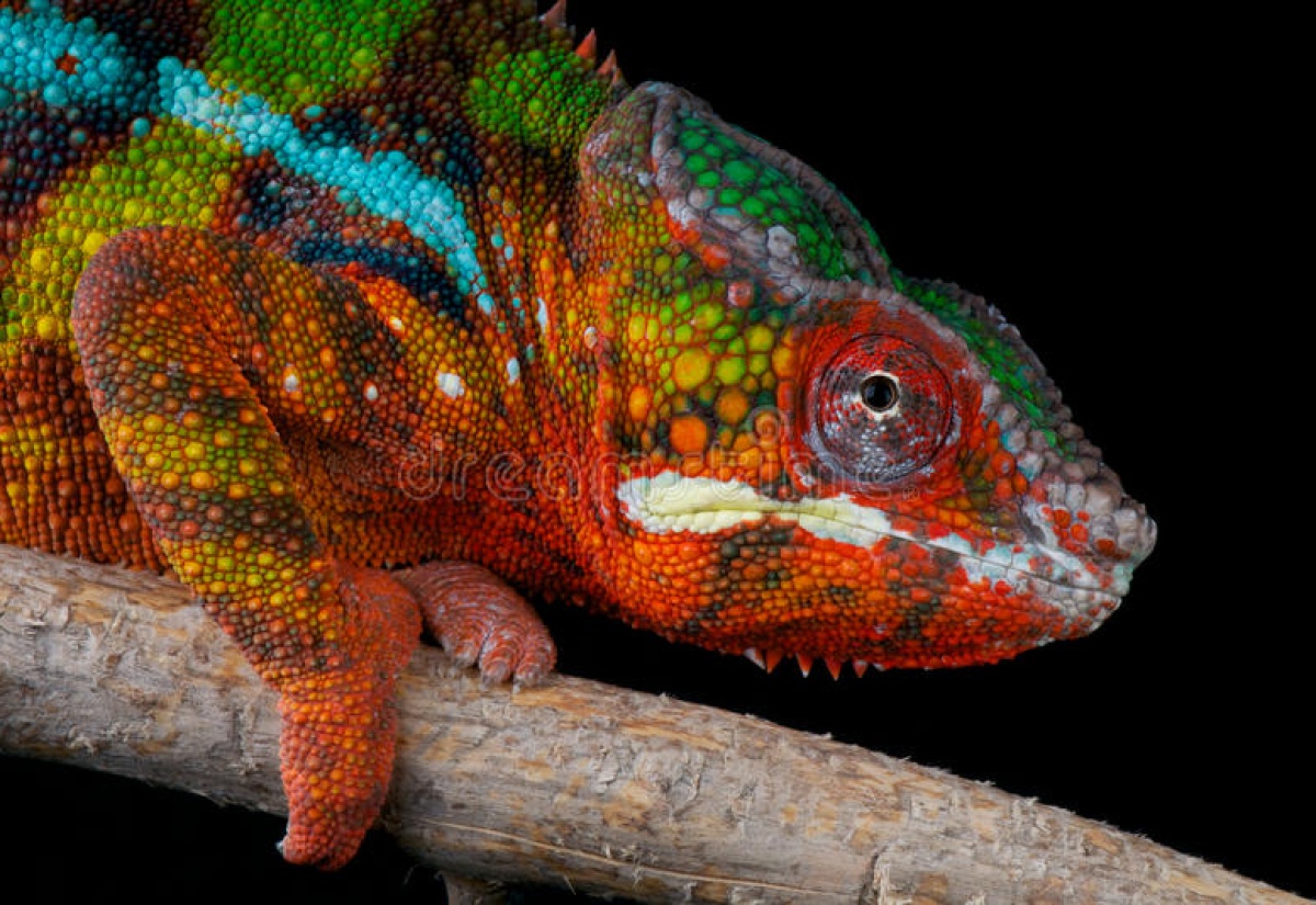 This colourful Panther Chameleon is not endemic to Jamaica and is considered an exotic animal. If present without a permit, this creature would be considered smuggled into the island.

