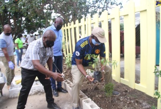 Minister of Local Government and Rural Development, Hon. Desmond McKenzie (right) and Mayor of Falmouth, Colin Gager (left), prepare to plant a tree on the grounds of the Trelawny Infirmary in Falmouth, during a recent visit to the facility by the Minister and his team as a part of Local Government Month activities in November.
