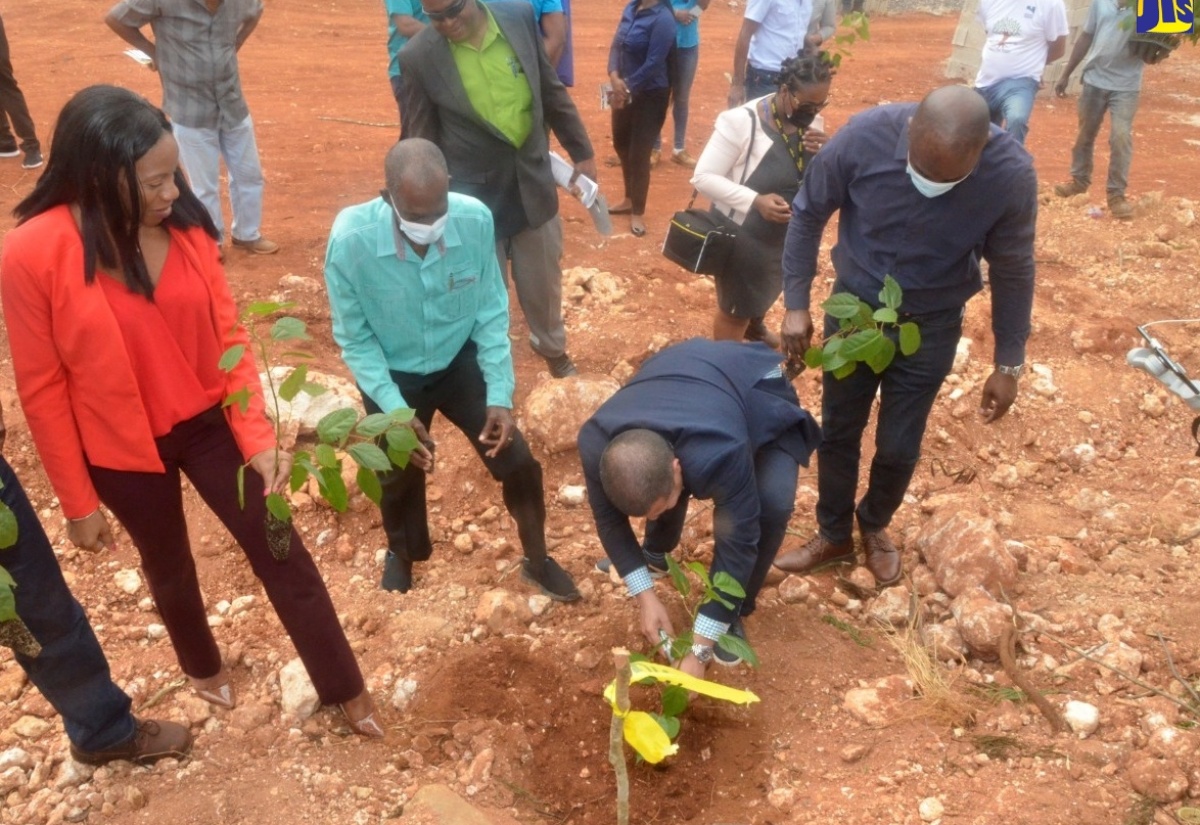 Noranda Breaks Ground For Plant Nursery To Support ‘Operation Discovery Tree’