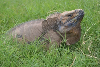 Jamaican iguana

