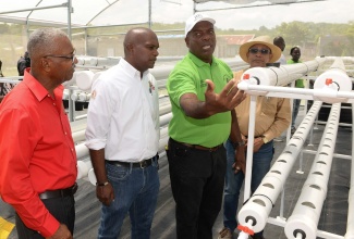 Executive Chairman, Institute of Vocational and Professional Training (IVPT), Randy Finnikin (third left), shows a section of the Institute’s greenhouse to (from left), Jamaica Agricultural Society Vice President, Denton Alvaranga and General Operations Manager, Best Dressed Chicken Processing Plant, Steve Palmer. Looking on (at right, foreground) is Chairman of the Spring Village Development Foundation, Wayne Saunderson. 