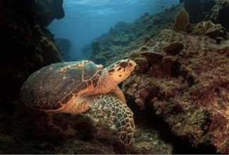 A Hawksbill sea turtle  (Eretmochelys imbricata) spotted in Portland. Hawksbills nest on Jamaican beaches and are a critically endangered specie of turtles. 