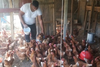 Chomaine Thomas tends to his chickens as part of daily duties on the farm, Clarendon.