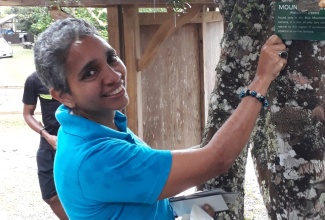 Executive Director of the Jamaica Conservation and Development Trust, Dr. Susan Otuokon, points to the Blue Mountain Yacca tree 
at Holywell. This tree is endemic to the Blue and John Crow Mountains National Park, which is a World Heritage Site.
