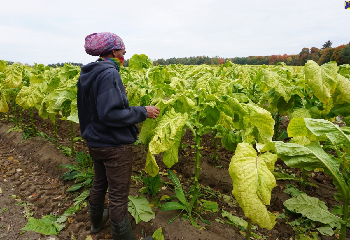 Jamaican Farm Workers in Canada Welcome Factfinders