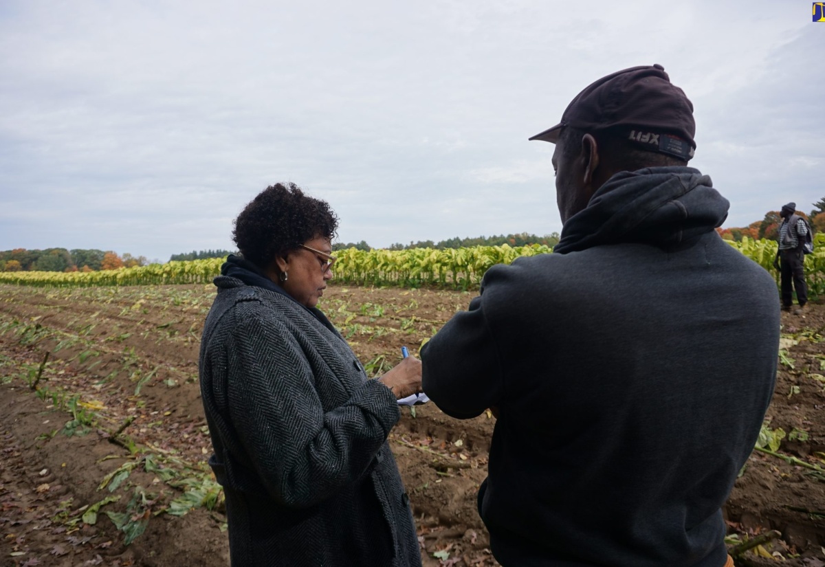 Jamaican Farm Workers in Canada Welcome Factfinders