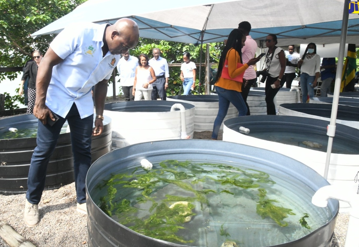 Oracabessa Fish Sanctuary Benefiting from Marine Trust Reef Restoration Project