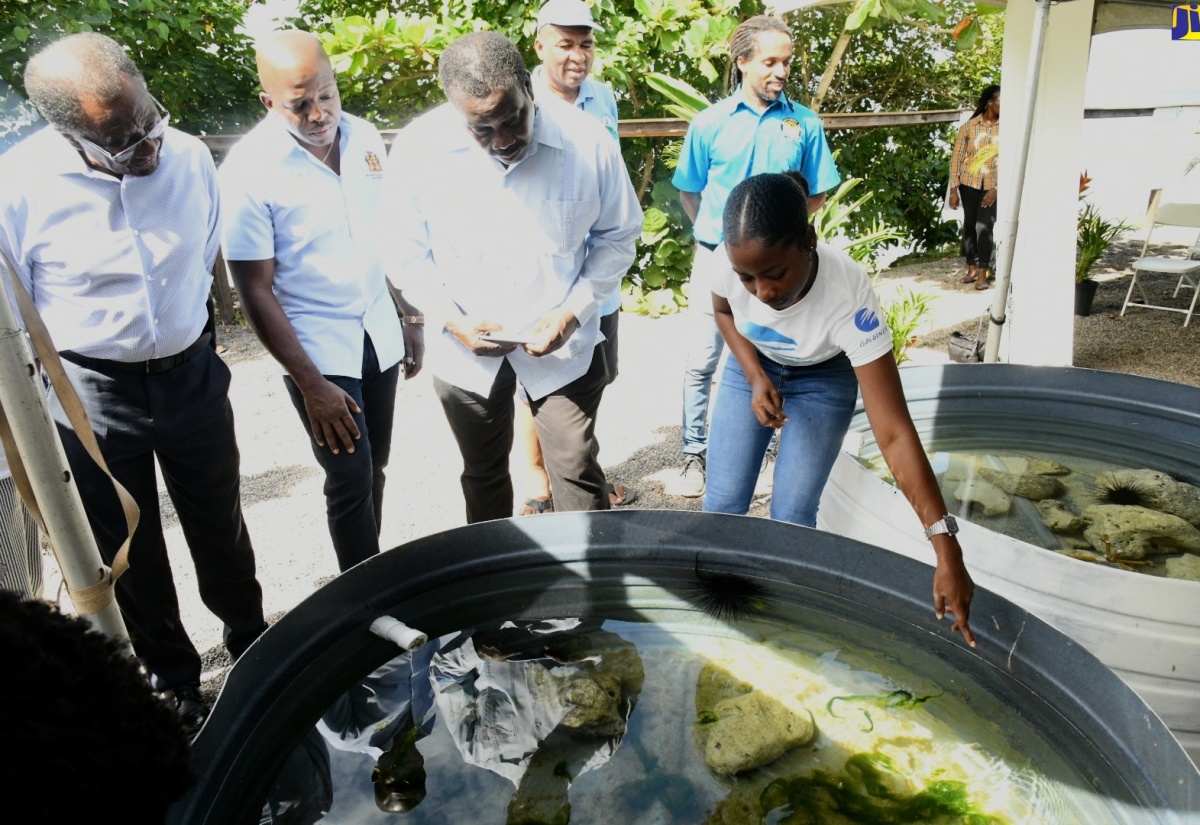 Oracabessa Fish Sanctuary Benefiting from Marine Trust Reef Restoration Project