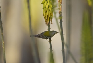 The Eastern Yellow Robin perched on a stem.