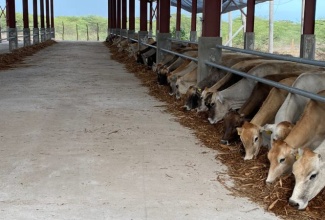 The dairy barn at the Bodles Agricultural Research Station in St. Catherine.