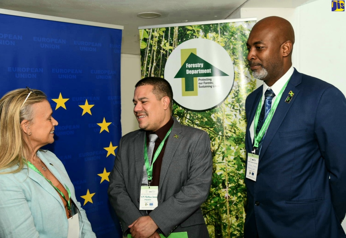 3,000 Trees to be Planted Along Lady Musgrave and East King’s House Roads