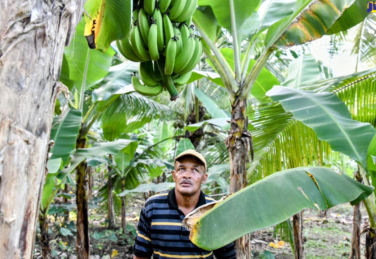 World’s Best Innovative Coconut Farmer, Michael Swaby, observes bananas that are planted by intercropping on his coconut farm in Crescent, St. Mary. 

