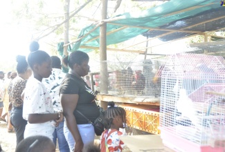 Patrons view birds at a booth during the Hague Agricultural Show, which was held in Trelawny on Ash Wednesday, February 22.