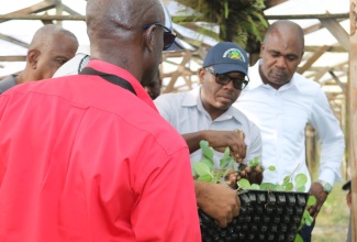 Minister of Agriculture and Fisheries, Hon. Pearnel Charles Jr. (centre), looks at seedlings during a tour of  farms in Clarendon on February 10. Also observing is Minister of State in the Ministry of National Security, Hon. Zavia Mayne.