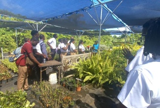 Students of Knockalva Polytechnic College in Hanover seen touring a farming facility at the Half Moon Hotel in Montego Bay on January 31. The event was organised by the Montego Bay Chamber of Commerce and Industry.