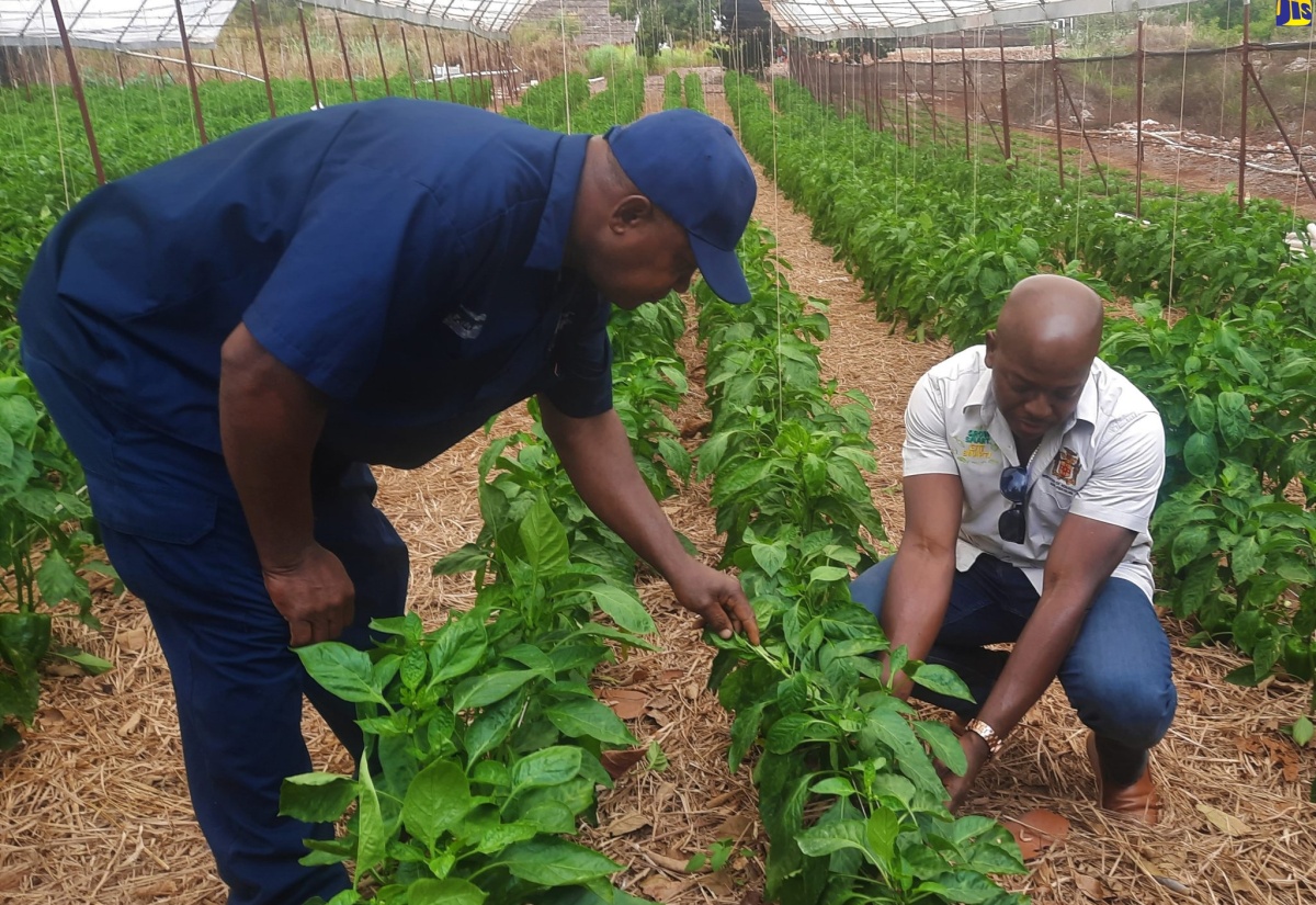 Agriculture Minister Tours Farms in St. Elizabeth