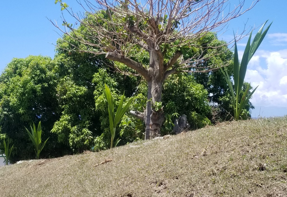 Morant Bay High School Spruced Up on Labour Day