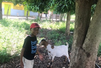 Budding seven-year-old goat farmer, Devoni Grant.