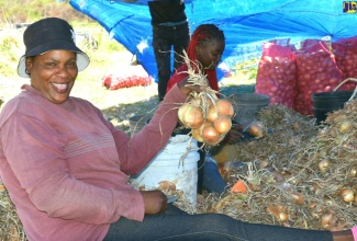 This St. Thomas resident displays some of the onions from the massive yield produced by farmers in the parish. 