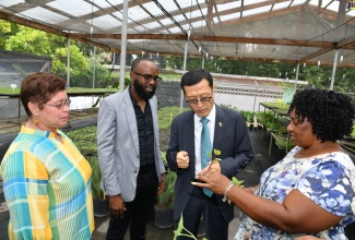 General Manager of the Jamaica Bauxite Institute (JBI), Yolanda Drakapoulos (left), and Director of Bauxite Lands, Kemoy Lindsay (second left), look on as Charge d' Affaires at the Korean Embassy in Kingston, Jin-wook Kim, is being shown a seedling by Nursery Assistant at the JBI, Telonice Maylor-Allen. Mr. Kim visited the JBI’s Old Hope Road offices on June 28, where he toured the facilities.