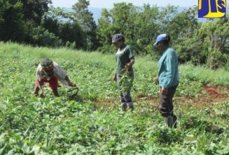 Farmers examining crops under cultivation.