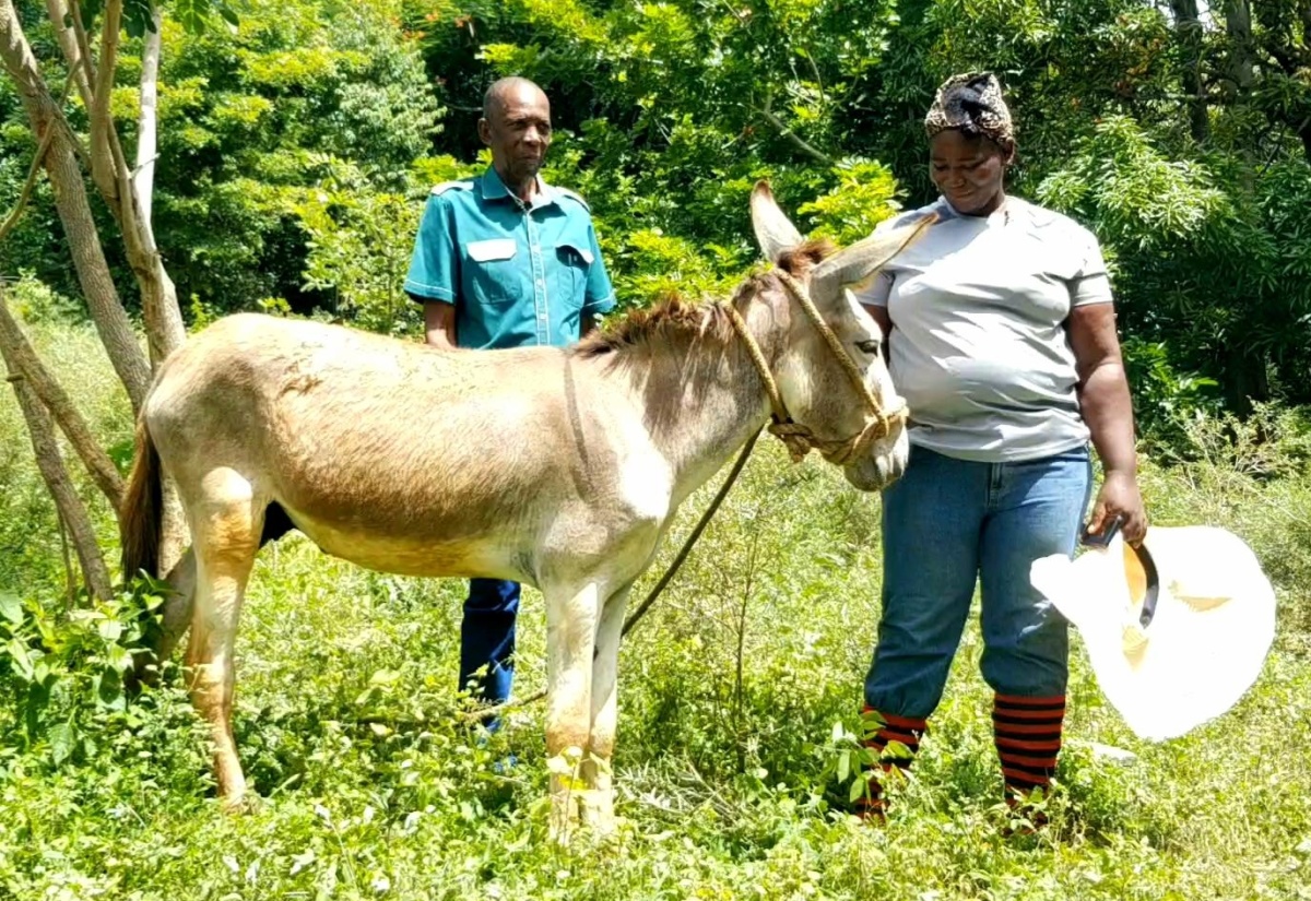 Female Farmer Gets Donkey Promised by Prime Minister