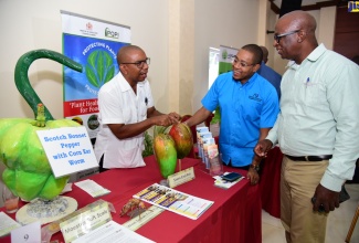 Minister of Agriculture and Fisheries, Hon. Floyd Green (centre), and Chief Technical Director, Orville Palmer (right), look on as Certification and Compliance Officer in the Ministry, Fitzroy Gordon, explains the characteristics of stem end rot in fruits. Occasion was the ‘New FACE of Food’ stakeholder engagement session at Casa Maria Hotel in St. Mary on November 23. The island-wide meetings aim to promote new investment opportunities in agriculture.

