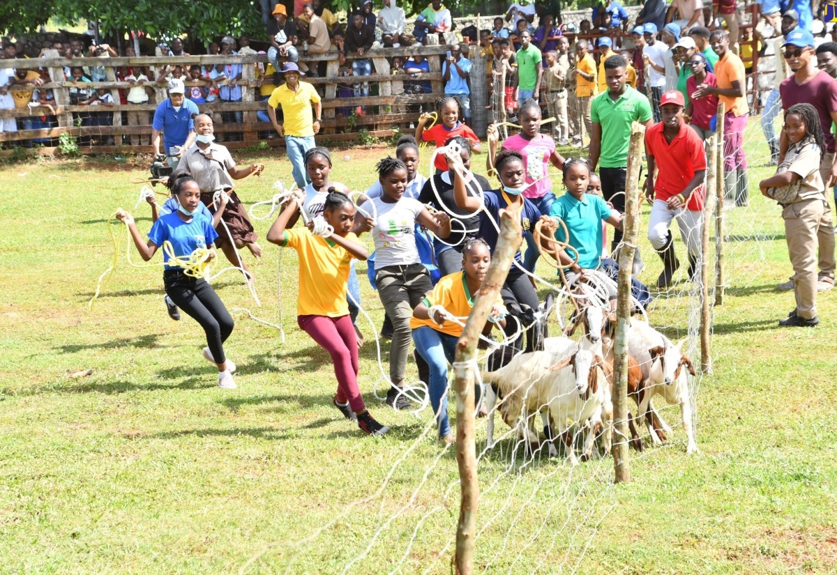 Students participating in the exciting goat scramble during the Minard Livestock Show and Beef Festival at Minard Estate in Brown’s Town, St. Ann, last year.

