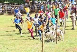 Students participating in the exciting goat scramble during the Minard Livestock Show and Beef Festival at Minard Estate in Brown’s Town, St. Ann, last year.

