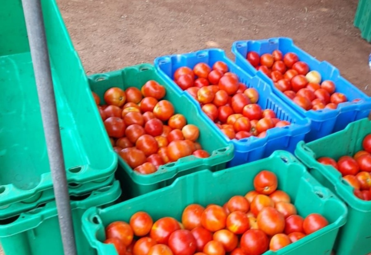 Agricultural commodities like tomatoes can be bought at different stages of maturity to ensure that they are available longer.

