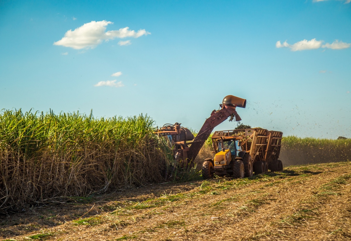 Sugar cane being harvested. 