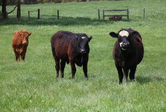 Cattle enjoying pasture. 