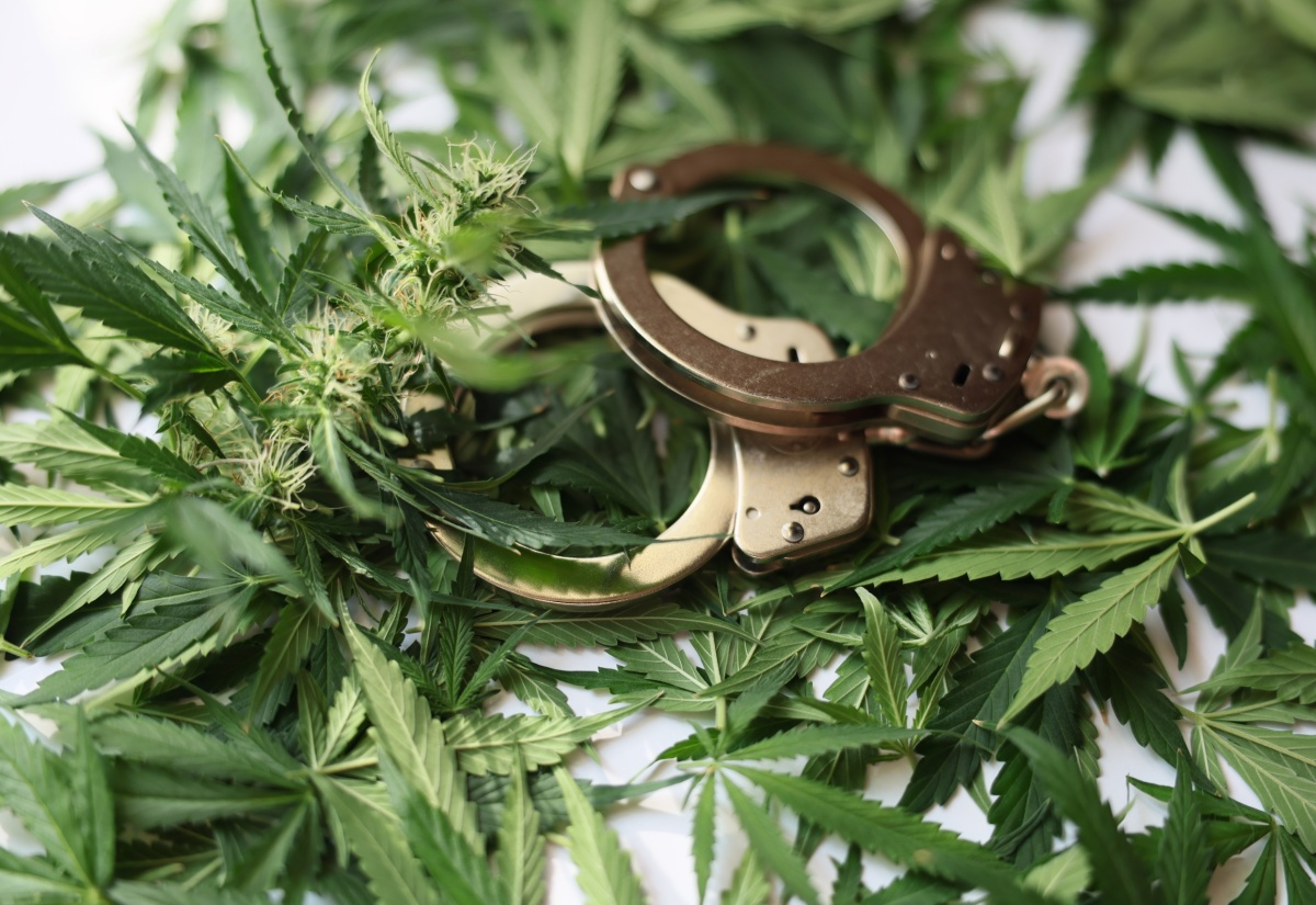 Picture of handcuffs on cannabis. 